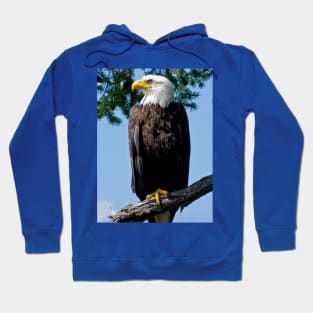 Majestic Bald Eagle Hoodie